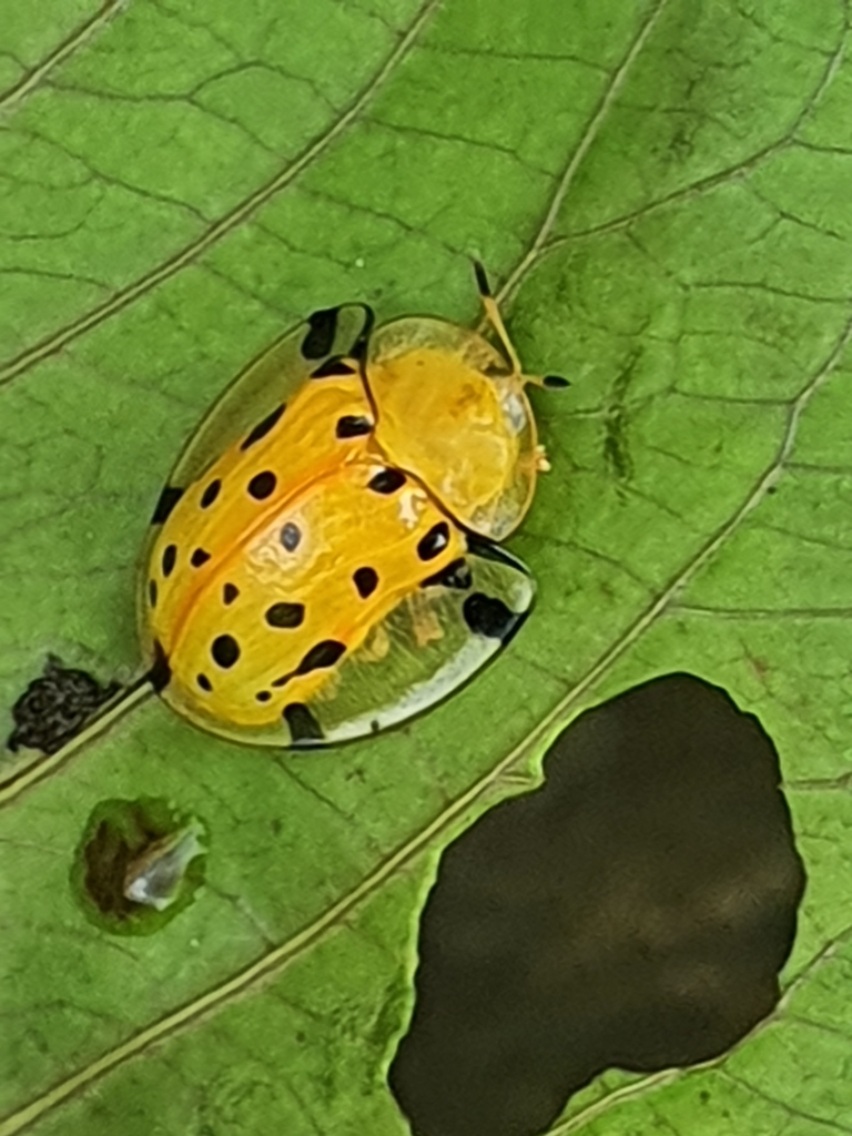 Sweetpotato Leaf Beetle