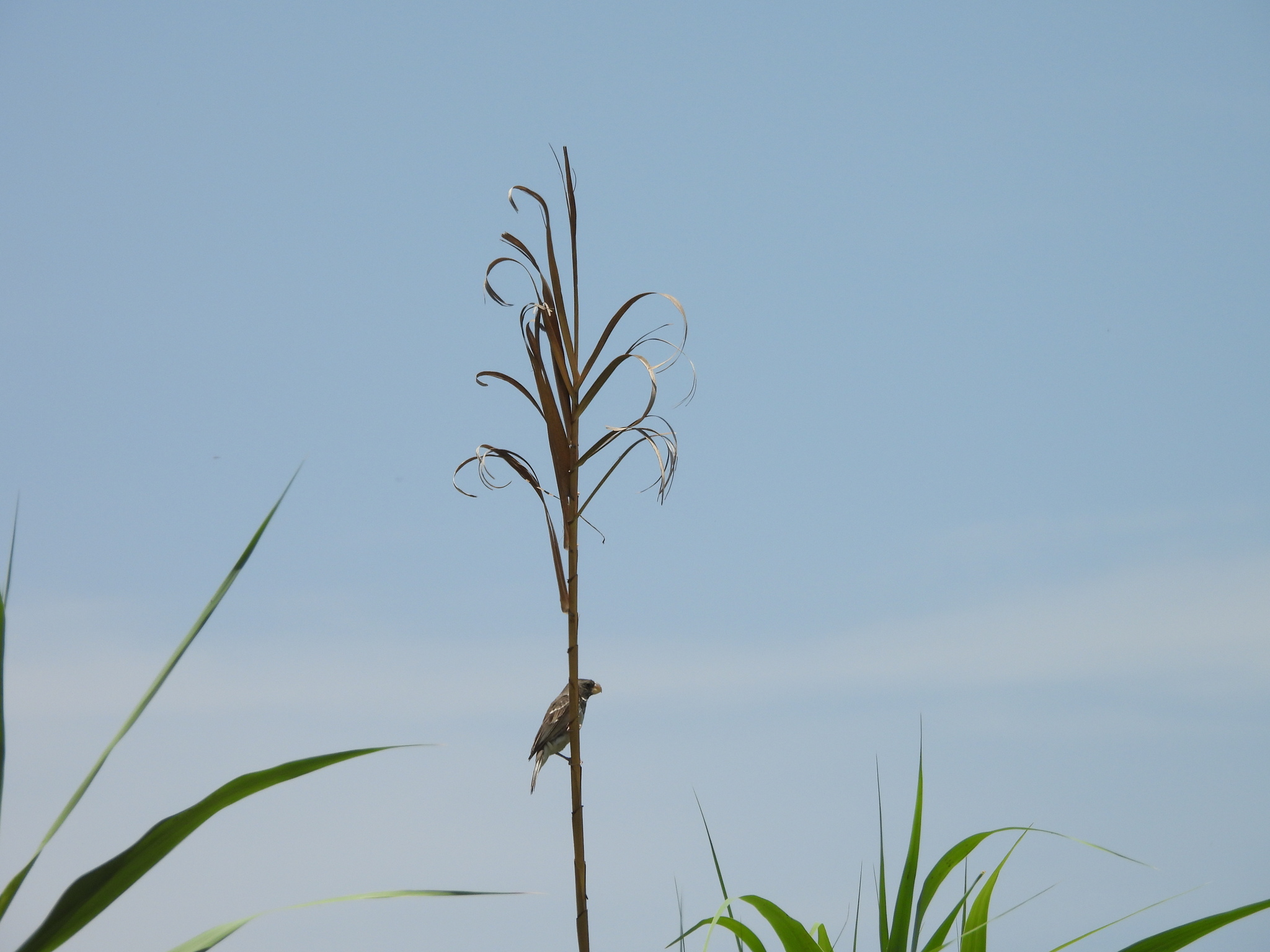 Parrot-billed Seedeater (Sporophila peruviana), photo 5