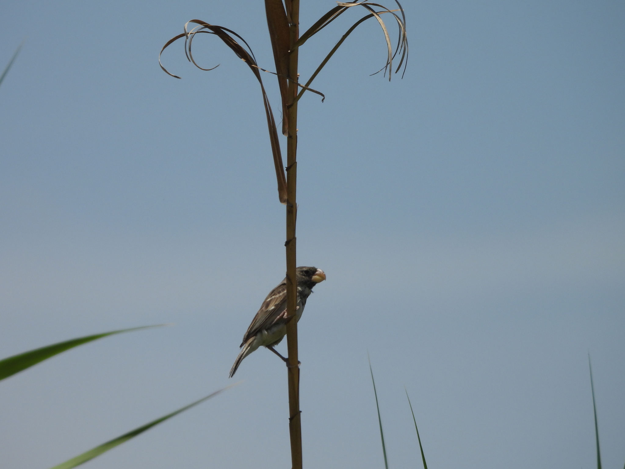 Parrot-billed Seedeater (Sporophila peruviana), photo 4