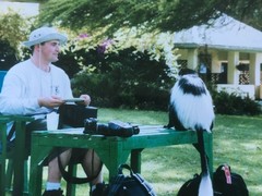 Colobus guereza matschiei