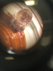 Rossia pacifica