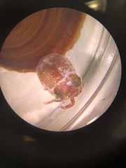 Rossia pacifica