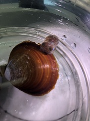Rossia pacifica