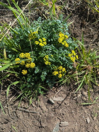 Lomatium serpentinum observed 2026-03-20