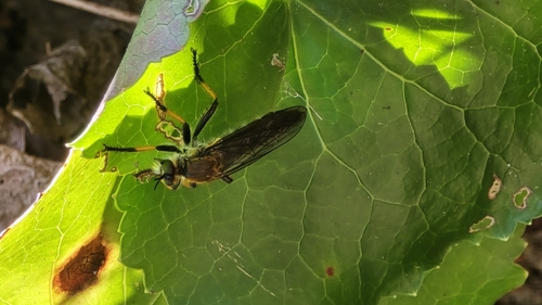 Unknown species found near North Carolina, US