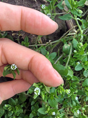 Stellaria media