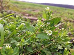 Stellaria media