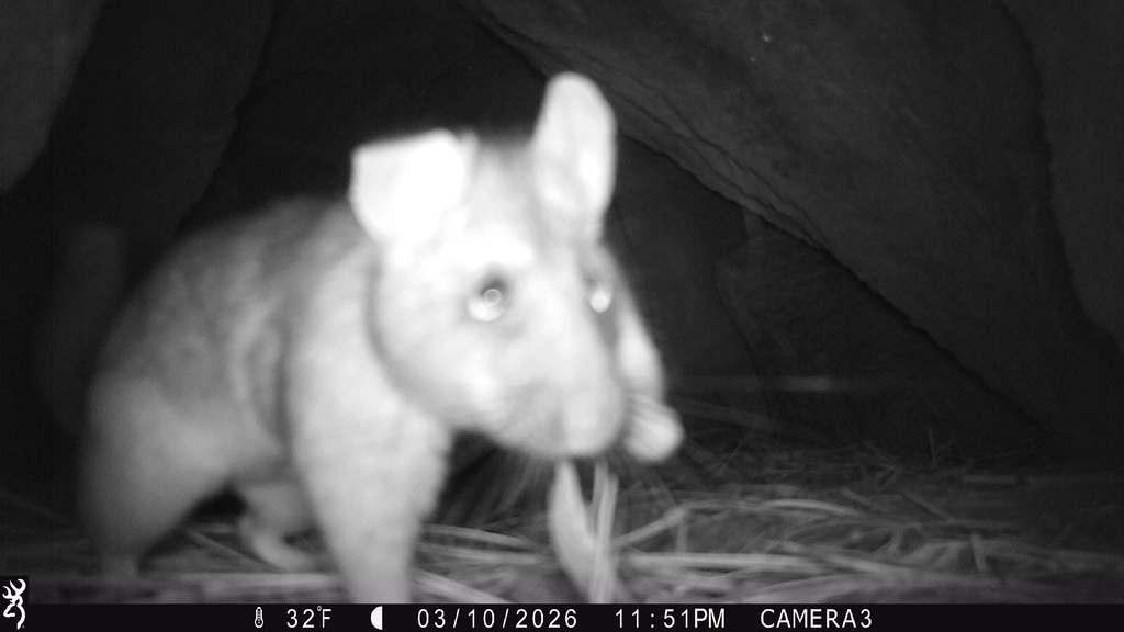 Timber Rats Oregon Bushy-tailed Woodrat from Deschutes National Forest, Sisters, OR, US on ...