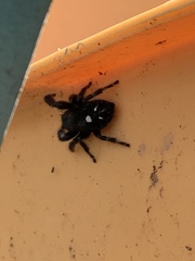 Phidippus audax