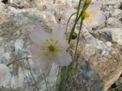 Papaver variegatum