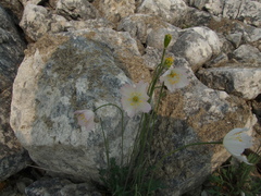 Papaver variegatum