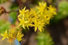 Sedum mexicanum