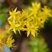 Mexican Stonecrop - Photo (c) Neptalí Ramírez Marcial, some rights reserved (CC BY), uploaded by Neptalí Ramírez Marcial