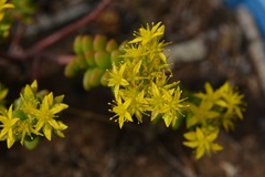 Sedum mexicanum