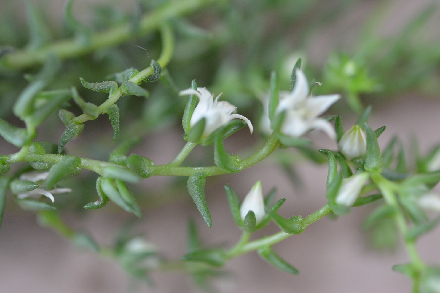 Villadia albiflora 2