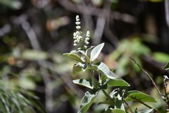 Buddleja crotonoides