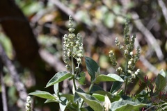 Buddleja crotonoides