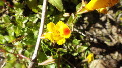 Erythranthe lutea