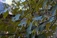 Chiranthodendron pentadactylon
