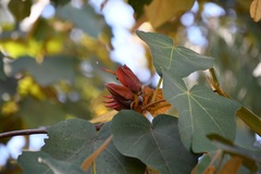 Chiranthodendron pentadactylon