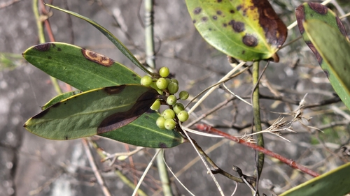 laurel-leaf greenbrier (Smilax laurifolia)