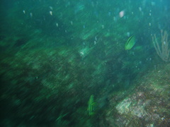 Johnrandallia nigrirostris