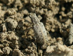 Sitona macularius