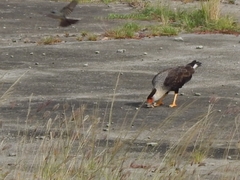 Caracara plancus