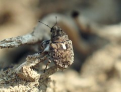 Ethelcus denticulatus