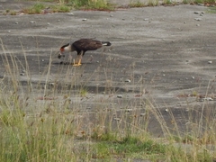 Caracara plancus