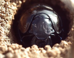 Lethrus apterus