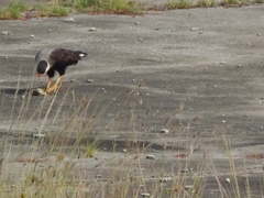 Caracara plancus