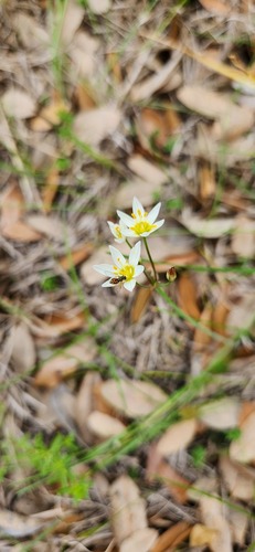 Unknown species found near Alvin, TX, USA