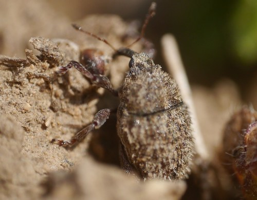 Thistle Crown Weevil photo 3