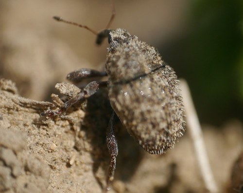 Thistle Crown Weevil photo 4