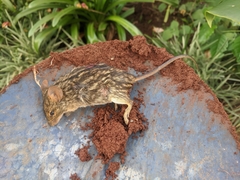 Lemniscomys striatus