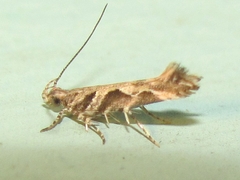 Aristotelia fungivorella