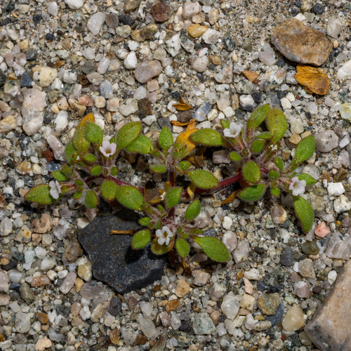 Eggleaf fiddleleaf (Nama pusilla)