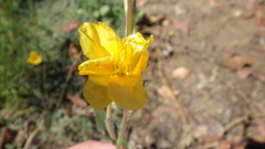 Oenothera affinis