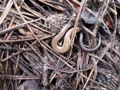 Ablepharus anatolicus