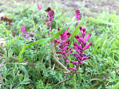 Fumaria officinalis