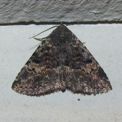 Metalectra miserulata