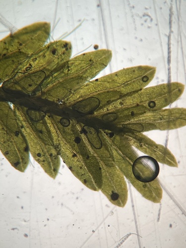 Fissidens bushii observed 2026-03-21