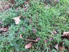 Fumaria officinalis