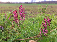 Fumaria officinalis