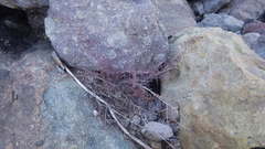 Pellaea myrtillifolia