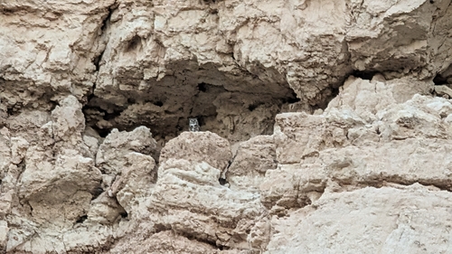 iNaturalist observation 2026-03-20