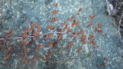 Pellaea myrtillifolia