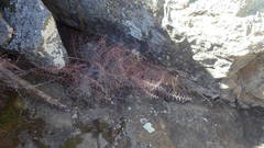 Pellaea myrtillifolia