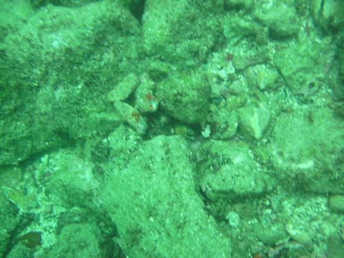 Muraena lentiginosa